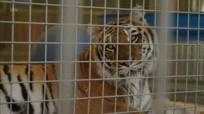 'So much so,
that ownership of wild cats - Britain's Tiger Kings - On the Trail with Ross Kemp
