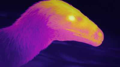 So they must make a kill
every few days if they can. - Prehistoric Planet