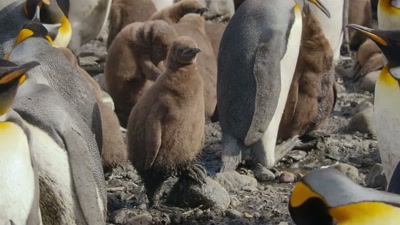 'So she must prepare
for the coming cold. - A Year on Planet Earth