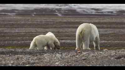 So, she must teach her cubs
how to be resourceful, - Our Oceans