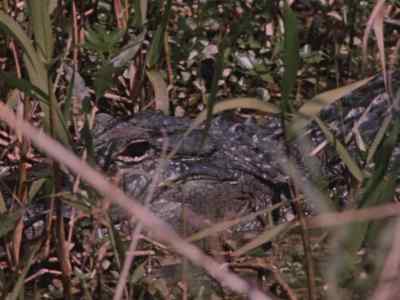 So near and yet so far. - Prowlers of the Everglades