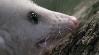 So next time you see an opossum,
don't be scared. - Absurd Planet