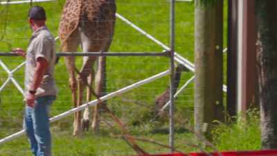 So, not only did I get to see
this new giraffe calf, - Secrets of the Zoo
