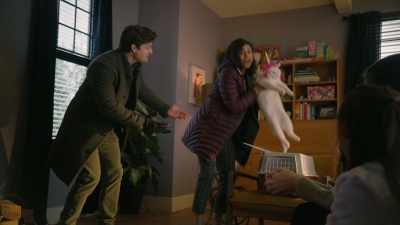 So now you have
three cats - Animal Control