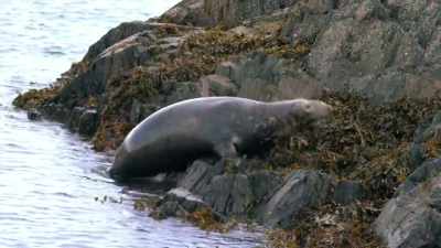 So for now, our male
needs to bide his time. - Wales: Land of the Wild