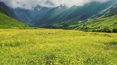 So now pollinated plants must
use their remaining energy - The Green Planet