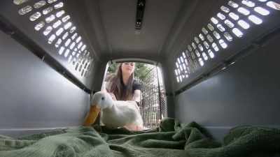 So now, she's been going
through some treatments - Secrets of the Zoo