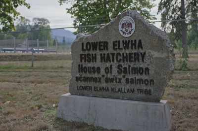So now we're operating not just
one but two hatcheries - Artifishal