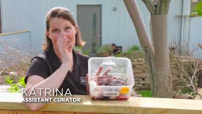 So, on our menu today
for the t-devil diet,
we have some nice rats, - Secrets of the Zoo