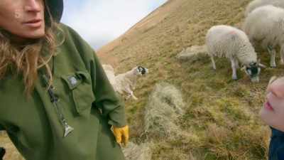 So... One lamb was alive
and the other one is dead. - Our Yorkshire Farm