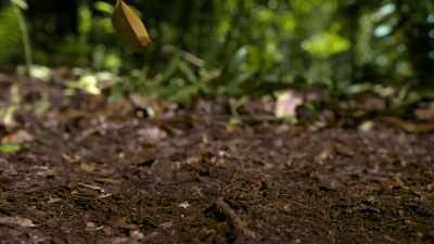 so one rogue leaf might ruin his chances. - Our Planet