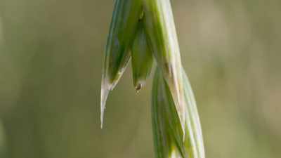 So our ancestors selected plants
whose seeds don't drop off, - The Green Planet