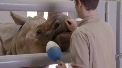 So, for our rhinos that means - Secrets of the Zoo