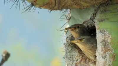 So over its lifetime, it may provide
accommodation for some 3,000 chicks - The Green Planet