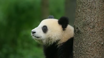 'So, Papa Panda and his team
invented a unique approach.' - A Year on Planet Earth