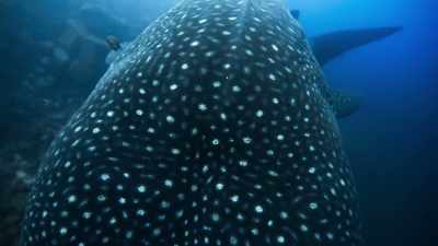 So, perhaps to avoid them, - Blue Planet II