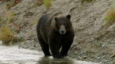 So please
just join us next time, - When Nature Calls with Helen Mirren