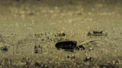 So, polarised light helps the crabs - Attenborough's Life in Colour