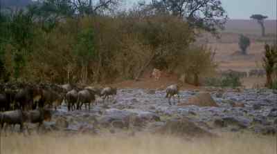 So powerful is the urge to migrate - Africa: The Serengeti