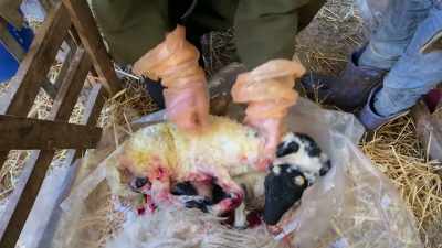 So, this probably looks quite
awful for Wilson, - Our Yorkshire Farm