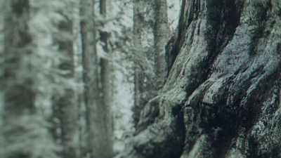 So, this project, - Trees and Other Entanglements