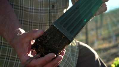 So you put a vine in
the ground, you raise it up
for three years, - Tin City