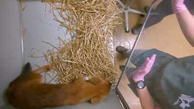 So, we put her in an incubator - Secrets of the Zoo