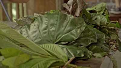 So you put these seven plants in, - Down to Earth with Zac Efron