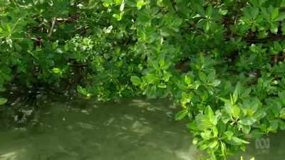 So, red mangrove, you are a hero.
Yes. - Joanna Lumley's Hidden Caribbean: Havana to Haiti