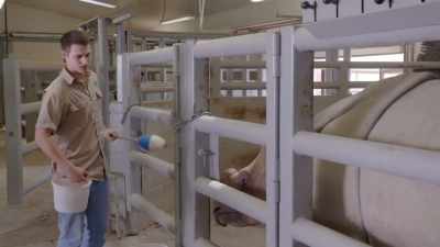 So sanya, while having
a gentle disposition, - Secrets of the Zoo