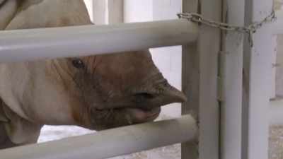 So, while sanya's still
down here in the barn, - Secrets of the Zoo