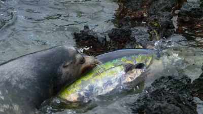 So to say that my expectations
have been exceeded - Blue Planet II