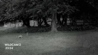 'So, my scaredeer works
on a man with twigs for antlers, - James May and the Dull Men