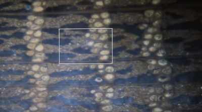 So science must look elsewhere
for answers. - Mysteries of the Deep