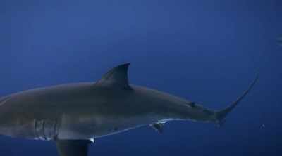 So scientists at Woods Hole
Oceanographic Institute dig deeper - Shark Attack Files