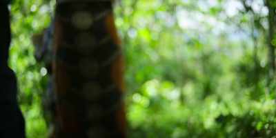 So you see, that's the difference
with Rwandan specialty coffee, - Omnivore