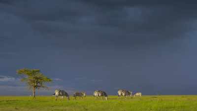 So, it seems strange that zebras,
apparently, do quite the opposite... - Attenborough's Life in Colour