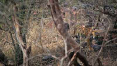 So, it seems the next best solution
for the tiger is to have - Attenborough's Life in Colour