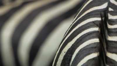 So, it seems that the zebra's
patterns of stripes creates - Attenborough's Life in Colour
