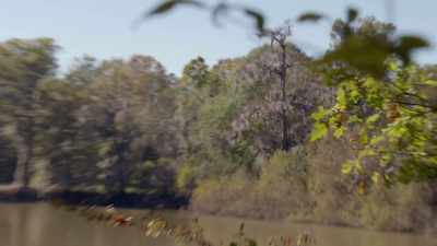 So, Shawn, the tree right there,
almost the tallest cypress tree. - The Curse of Civil War Gold