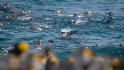 'So, before she can join
the others at sea, - A Year on Planet Earth