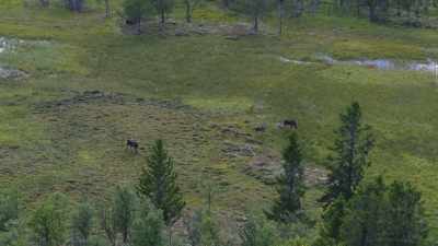 So she'll wait a year
before having another. - Wild Nordic