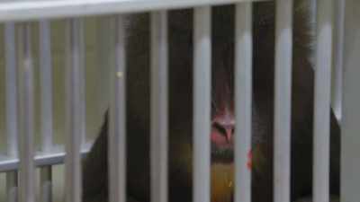 So, she's definitely calm,
especially around a new vet - Secrets of the Zoo