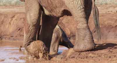 So if she's not been getting milk, - The Elephant Queen