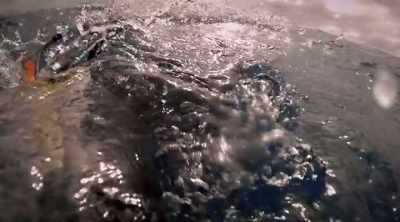 So, we should have got some
very nice bite imprint. - Shark Attack Files