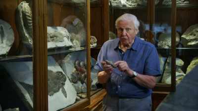 So that shows that ichthyosaurs
were fish eaters, - Attenborough and the Sea Dragon