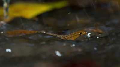 So small, so light,
he literally walks on water. - Tiny World