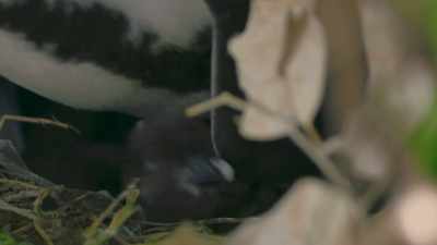 So small, yet so demanding. - Penguin Town