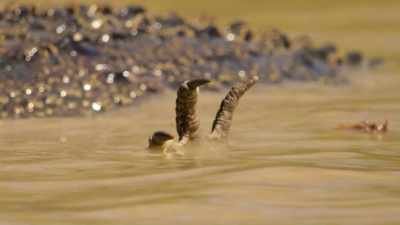 So he splays his limbs - Our Great National Parks
