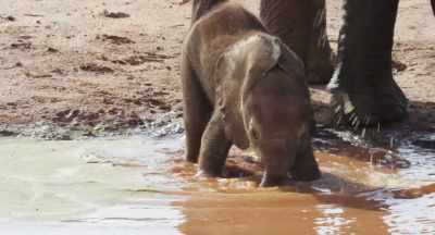 So she starts at the shallow end, - The Elephant Queen